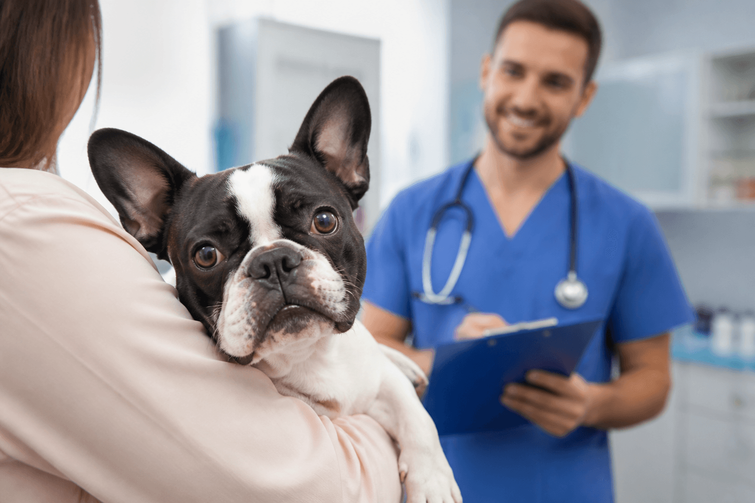 Chien chez le vétérinaire — assurance chien et frais vétérinaires